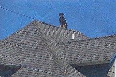 Un chien monte la garde sur... le toit